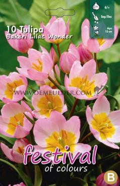 Tulips Bakeri Lilac Wonder 6/+ (x12x10)
