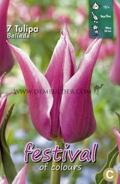 Tulips Ballade 12/+ (x12x7)