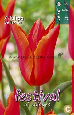 Tulips Ballerina 12/+ (x12x7)