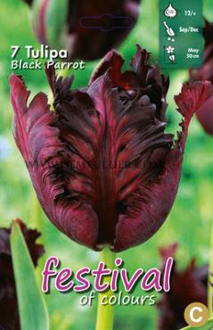 Tulips Black Parrot 12/+ (x12x7)