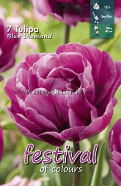 Tulips Blue Diamond 12/+ (x12x7)