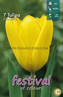 Tulips Candela 12/+ (x12x7)