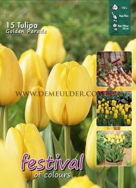 Tulips Golden Parade 12/+ (x20x15)