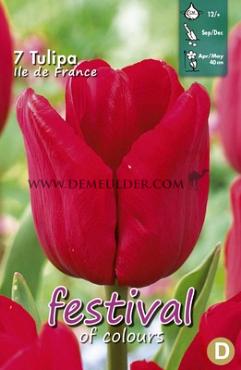 Tulips Ile de France 12/+ (x12x7)