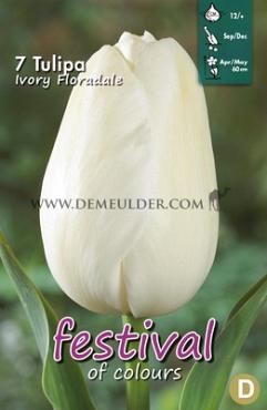 Tulips Ivory Floradale 12/+ (x12x7)