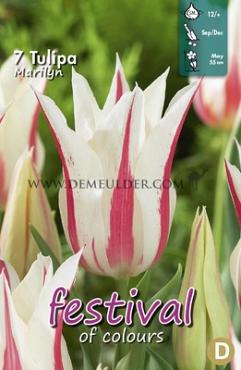 Tulips Marilyn 12/+ (x12x7)