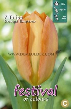 Tulips Orange Emperor 12/+ (x12x7)
