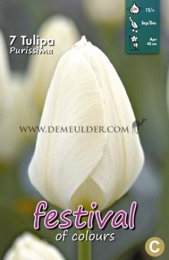 Tulips Purissima 12/+ (x12x7)