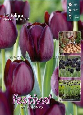 Tulips Queen of Night 12/+ (x20x15)