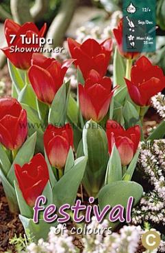 Tulips Showwinner 12/+ (x12x7)