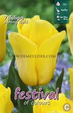 Tulips Strong Gold 12/+ (x12x7)