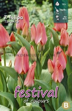 Tulips Toronto 12/+ (x12x7)