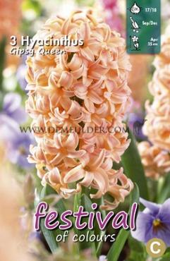 Hyacinths Gipsy Queen 17/18 (x10x3)