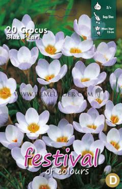 Crocus Blue Pearl, 5/+ (x12x15)