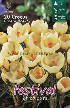 Crocus Cream Beauty, Chrys. 5/+ , (x12x15)