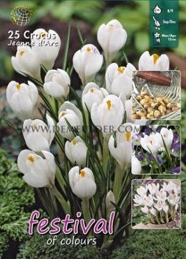 Crocus Jeanne d'Arc 8/9 (x20x25)