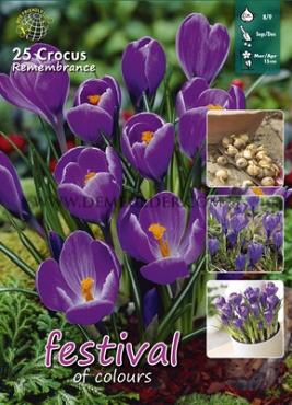 Crocus Remembrance 8/9 (x20x25)