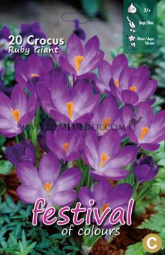 Crocus Ruby Giant 5/+ (x12x15)