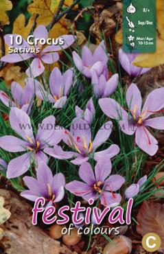Crocus Sativus 8/+ (x12x10)