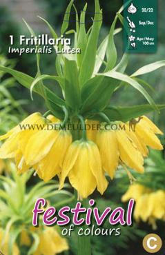 Fritillaria Lutea 20/22 (x12x1)