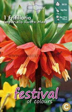 Fritillaria Rubra Maxima 20/22 (x12x1)