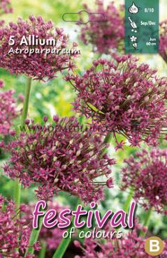 Allium Atropurpureum 8/10 (x12x5)