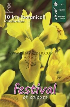 Iris Danfordiae 5/+ (x12x10)