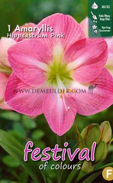 Amaryllis Pink 30/32 (x6x1) (Summer)