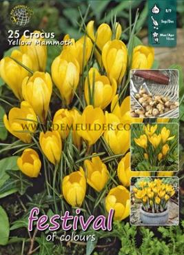 Crocus Yellow 8/9 (x20x25)