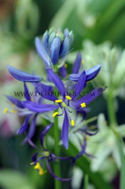 Camassia Quamash  6/+ (x12x10)