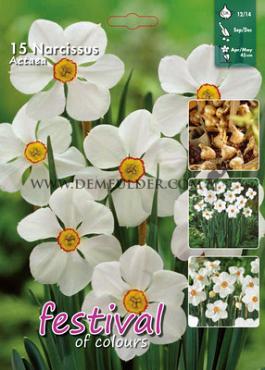 Narcissus Actaea 12/14 (x15x15)