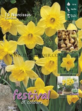 Narcissus Carlton 12/14 (x15x15)