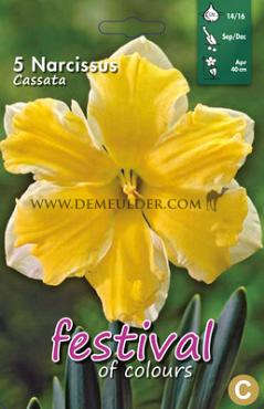 Narcissus Cassata 14/16 (x8x5)