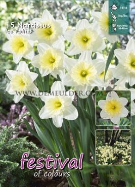 Narcissus Ice Follies 12/14 (x15x15)