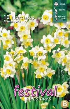 Narcissus Minnow 10/12 (x12x10)