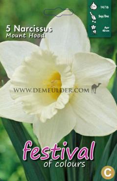 Narcissus Mount Hood 14/16 (x8x5)