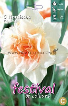 Narcissus Replete 14/16 (x8x5)