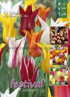 Tulips Lily-Flowered Mixed 12/+ (x20x15)