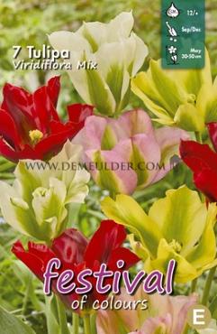 Tulips Viridiflora Mixed 12/+ (x12x7)