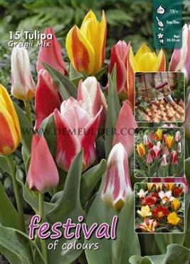 Tulips Greigii Mixed 12/+ (x20x15)
