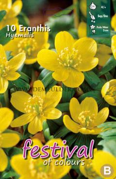 Eranthis Hyemalis 4/+ (x12x10)