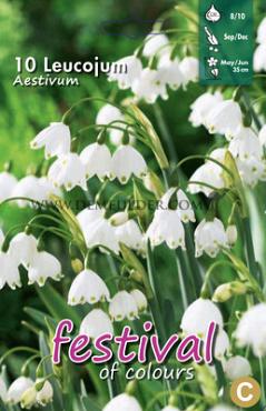Leucojum Aestivum 8/10 (x12x10)