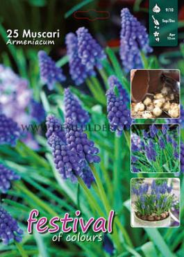 Muscari Armeniacum 9/10 (x40x25)