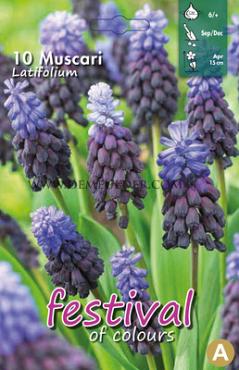 Muscari Latifolium 6/+ (x12x10)
