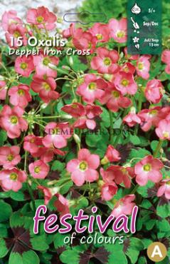 Oxalis Iron Cross 5/+ (x14x15) (Summer)