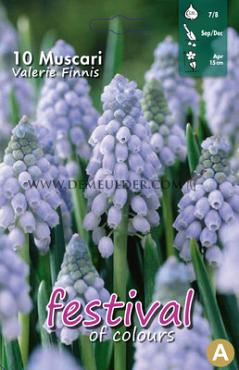 Muscari Valerie Finnis 7/8 (x12x10)