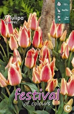 Tulips Quebec 12/+ (x12x7)