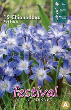 Chionodoxa Forbesii 5/+ (x12x15)