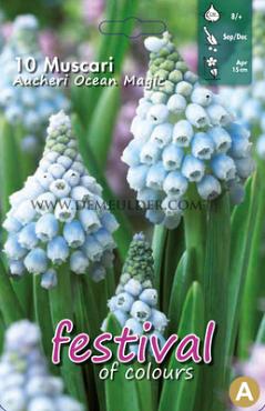 Muscari Ocean Magic 8/+ (x12x10)