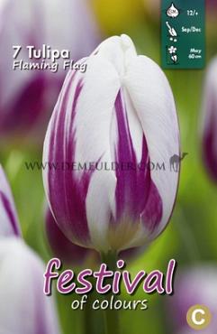 Tulips Flaming Flag 12/+ (x12x7)